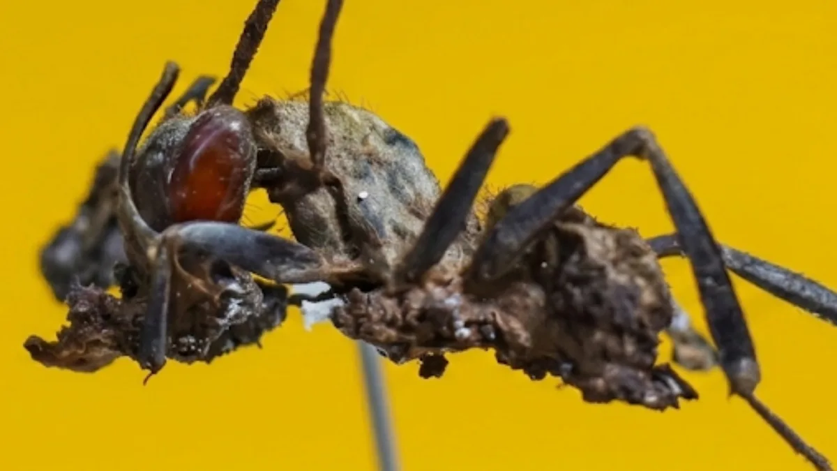 Descubren en México seis “hongos zombis”, uno bautizado en honor a Guillermo del Toro