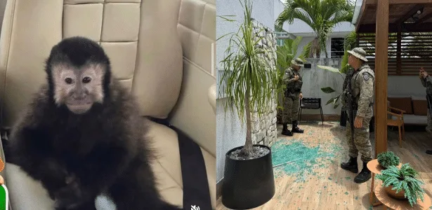 Macaco-prego que invadiu casas na BA morre; ex-deputado suspeita de veneno
