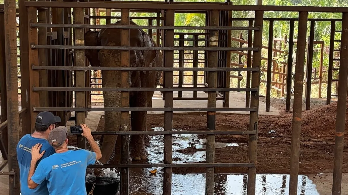 Elefante Sandro em MT: como saber se um elefante está se adaptando ao Santuário? Presidente explica