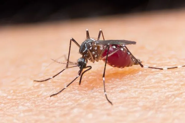 Deadly Zika virus mosquito found breeding in Britain for the first time
