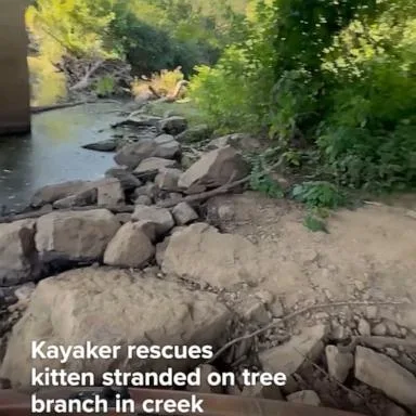 WATCH: Kayaker rescues kitten from tree branch in creek