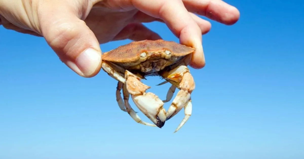 Las turbinas eólicas marinas de Rhode Island están atrayendo cangrejos Jonah, lo que plantea una cuestión más amplia sobre si están creando un nuevo hábitat marino