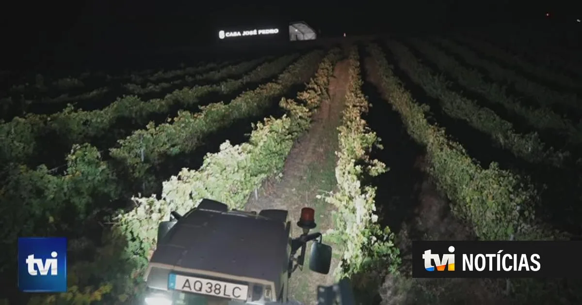 É verdade que apanhar uvas à noite deixa o vinho melhor? Aqui acredita-se que sim