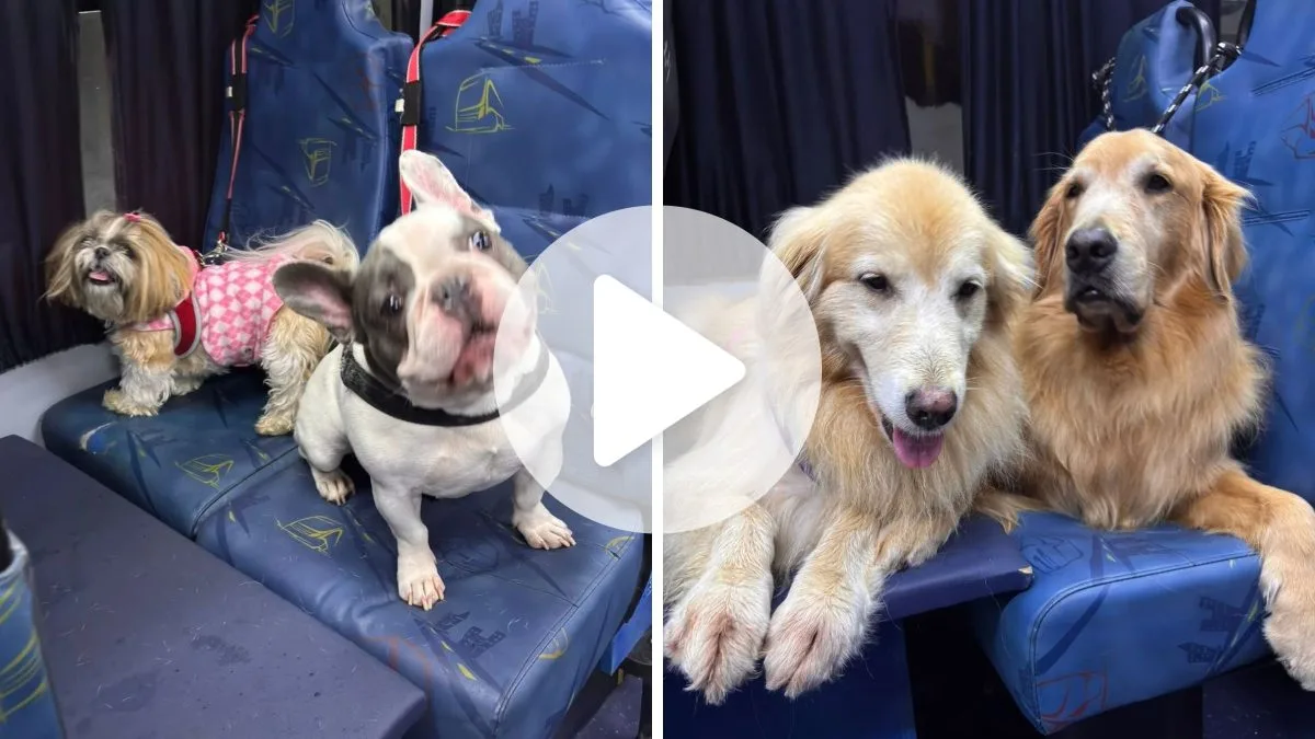 Educador de cães de SC bomba nas redes com ônibus ‘escãolar’ ao buscar cachorros em transporte coletivo para creche com piscina e canil com ar-condicionado