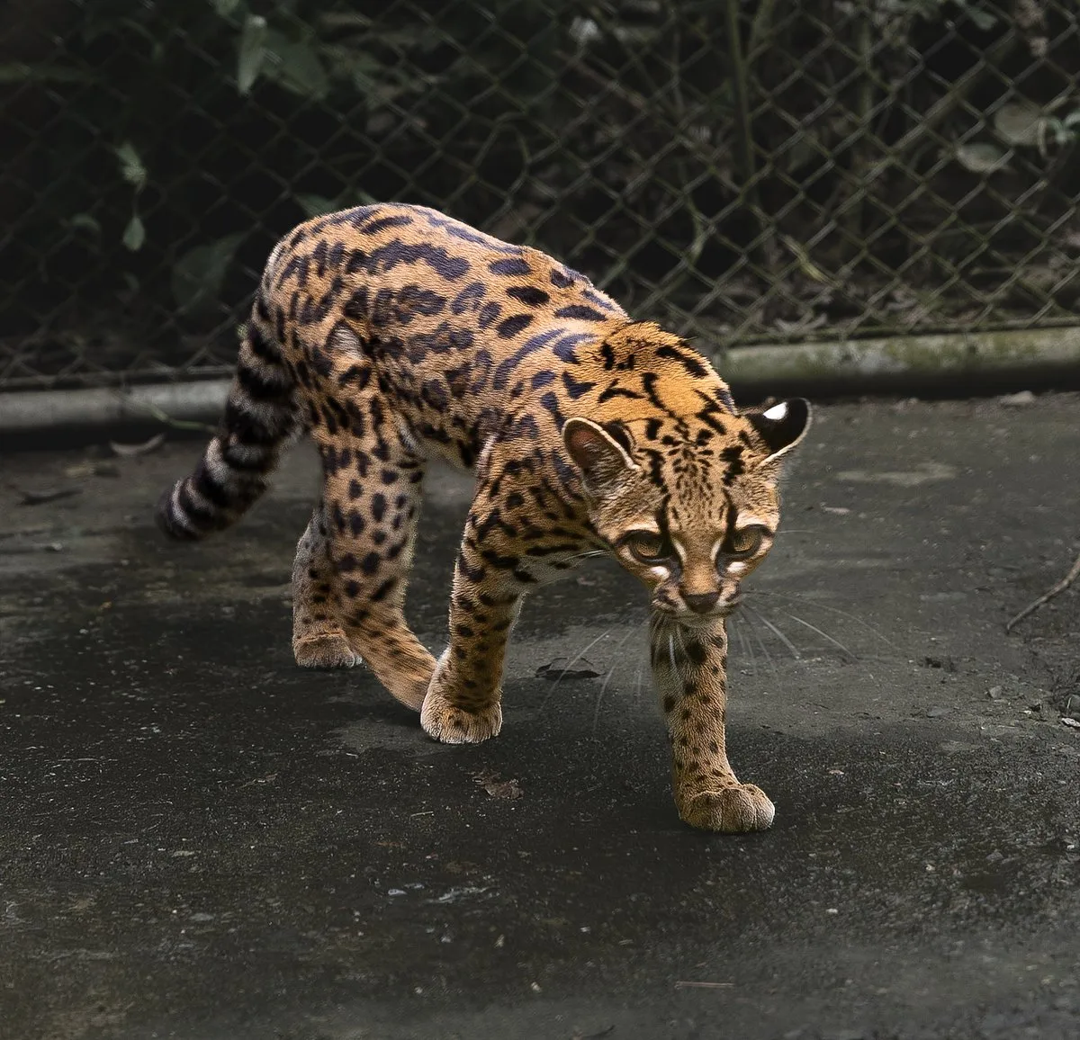 Nova espécie de felino identificada na Bolívia, a primeira em mais um século
