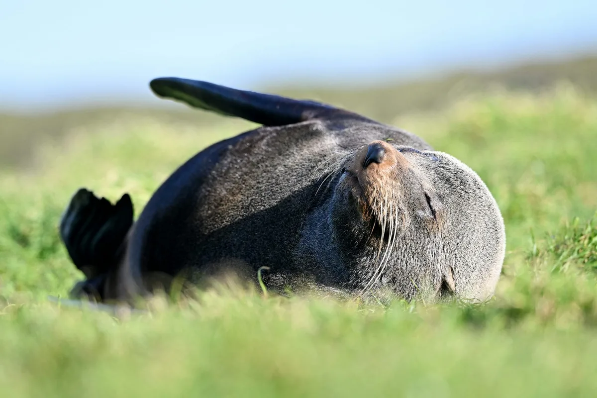 First bird flu death in an Australian mainland mammal is a grim milestone. We know how bad this can get