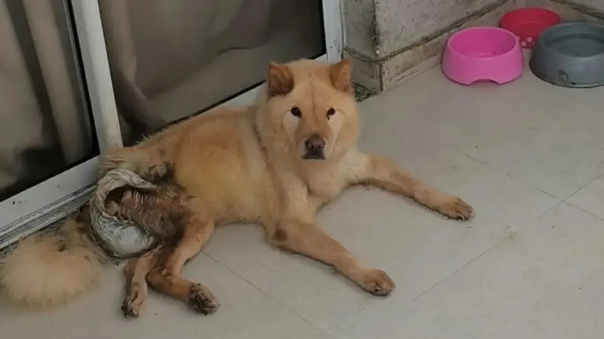 Cadela chow-chow com tumor é resgatada em apartamento e homem é preso por maus-tratos na Serra