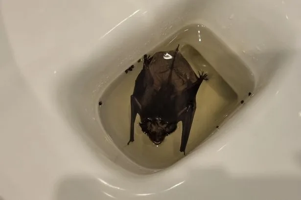 UK heatwave prompts unusual discovery as woman finds bat floating in her TOILET