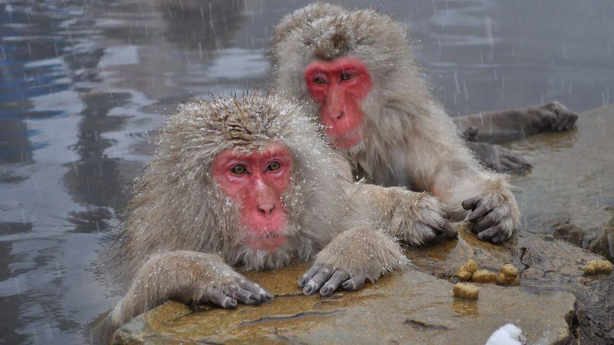 38 Japanese macaques moved to Austria in 1996 grew to 160 in 23 years