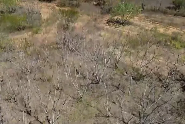 Pesquisadores e agricultores desenvolvem soluções para reduzir impactos da desertificação no semiárido da Paraíba