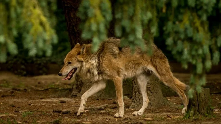 Isère: une cinquantaine de brebis tuées lors d’une attaque de loups