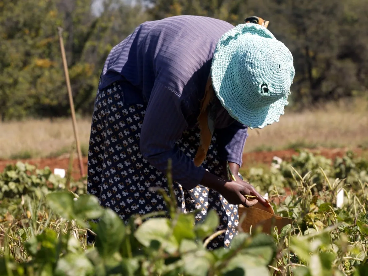 NEWS ANALYSIS | Agriculture pulls more than its weight in GDP data, despite headwinds