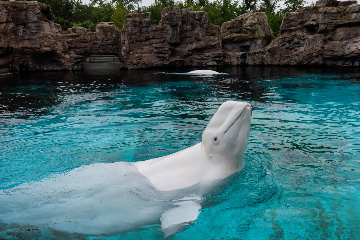 Marineland’s last captive whales head to U.S. aquariums