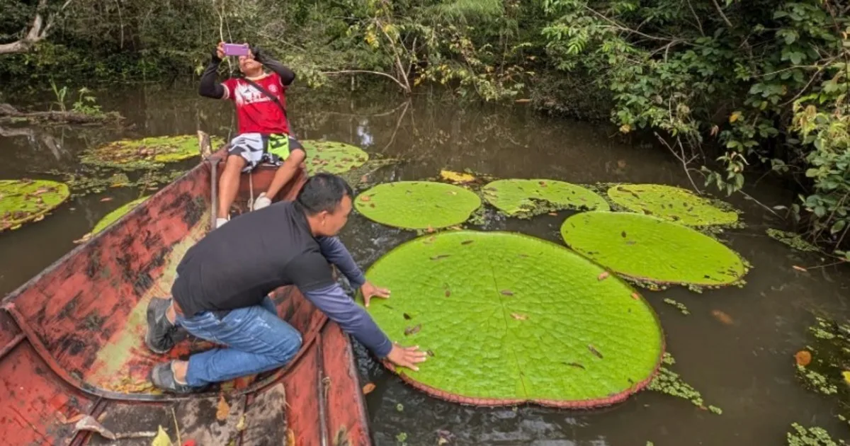 Hallazgo científico: descubren una nueva especie de nenúfares gigantes a partir de una foto en redes sociales