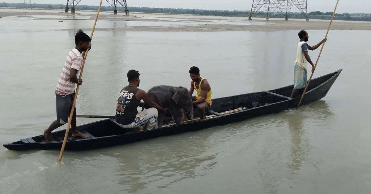Cinco pescadores le salvaron la vida a un elefante bebé que se estaba ahogando y lo llevaron con su madre: "Una hermosa historia de rescate y reencuentro"