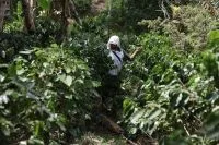 Em projeto inédito, Espírito Santo testa gás natural na secagem de café