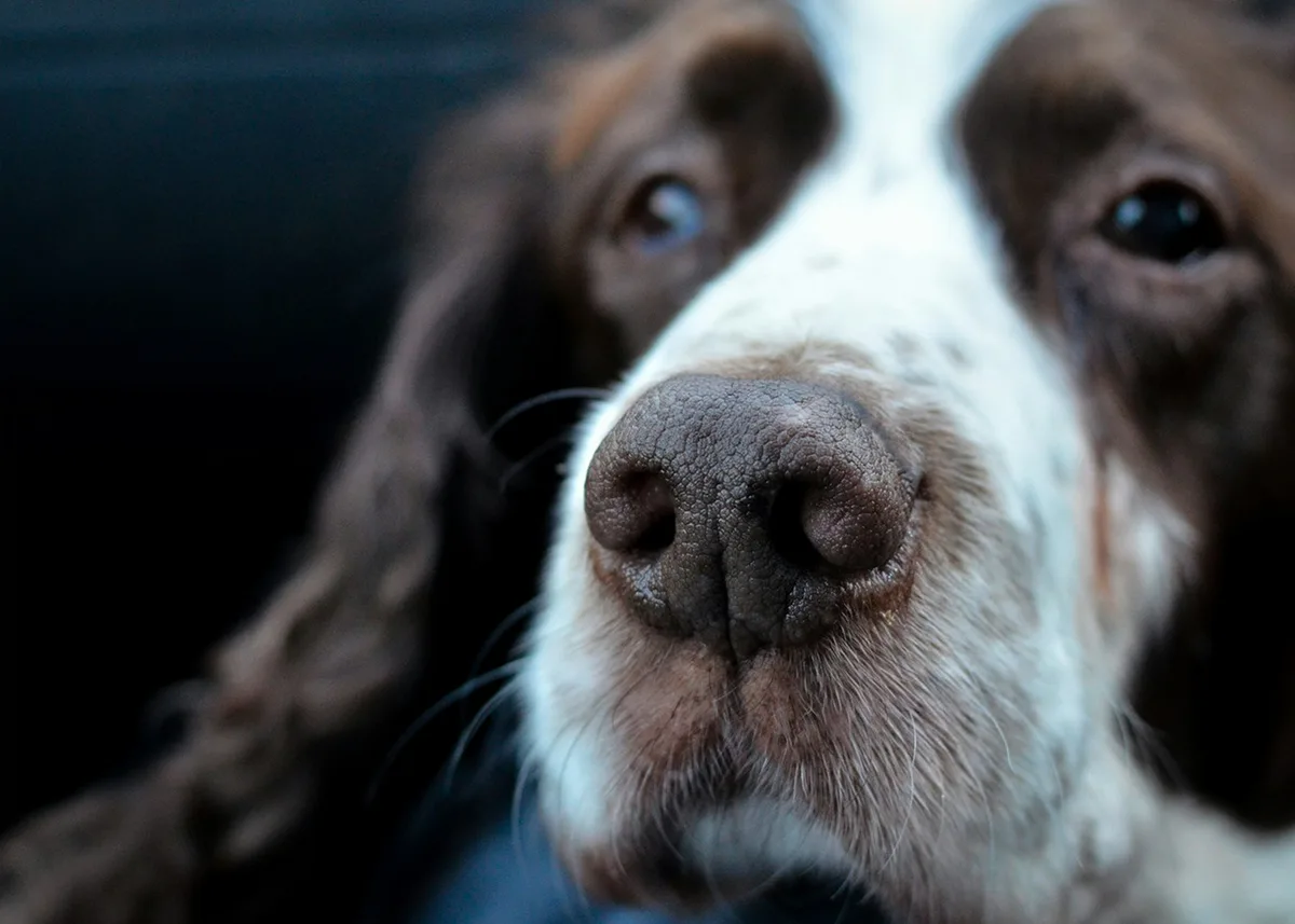 Alimentação para cães idosos: 6 dicas para garantir saúde ao pet nessa fase da vida