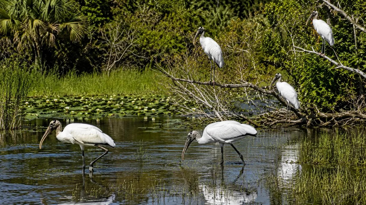 Compraron un pantano de 18 hectáreas para evitar que construyeran y, 19 años más tarde, es un refugio para 275 cigüeñas