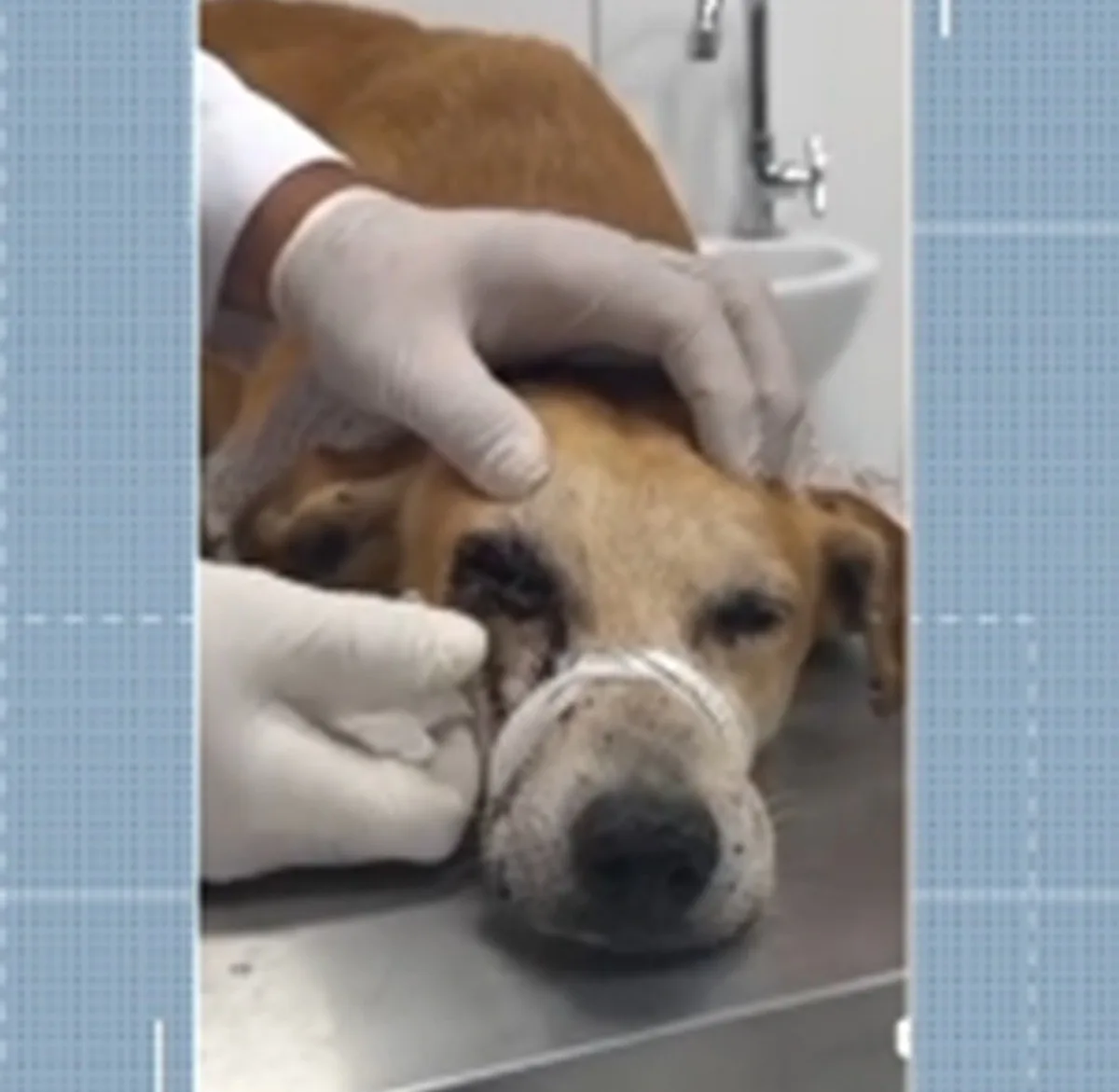 Cachorro é baleado por arma de pressão e passa por cirurgia para remover olho em Alagoas