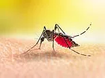 Surge of mosquito-borne dengue fever in Florida is America's largest outbreak in decades