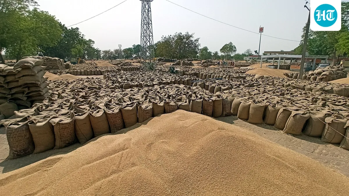 Wheat export ban lifted, but high prices may limit shipments