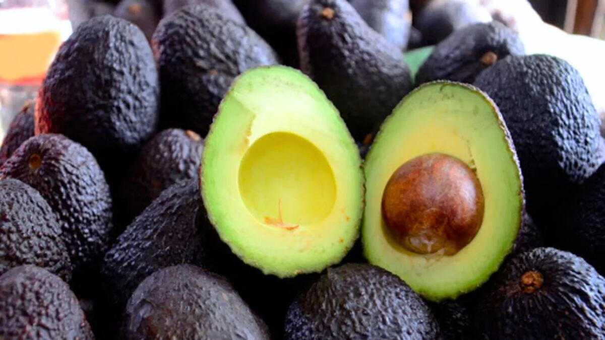Palta peruana celebra hoy su día con bonanza en exportaciones: Este año ya llegó al 82% de valor del 2025