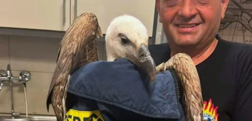 Kreta: Gänsegeier sorgt für verspäteten Abflug