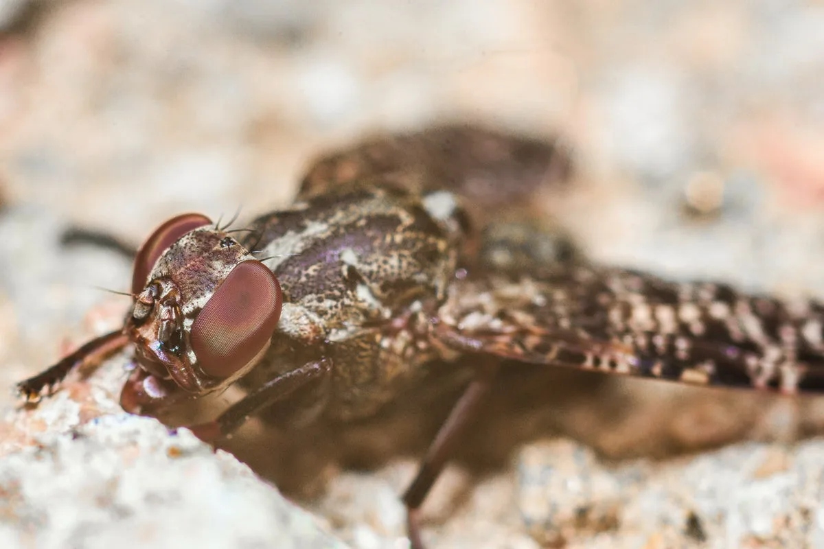 The blood-sucking insect that can bite through almost anything – and is found in 37 countries