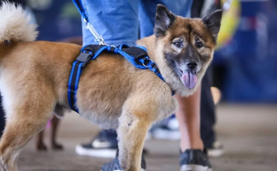 Vet-Móvel Paraná volta a cidades do Paraná com vacinação gratuita para cães e gatos; veja onde