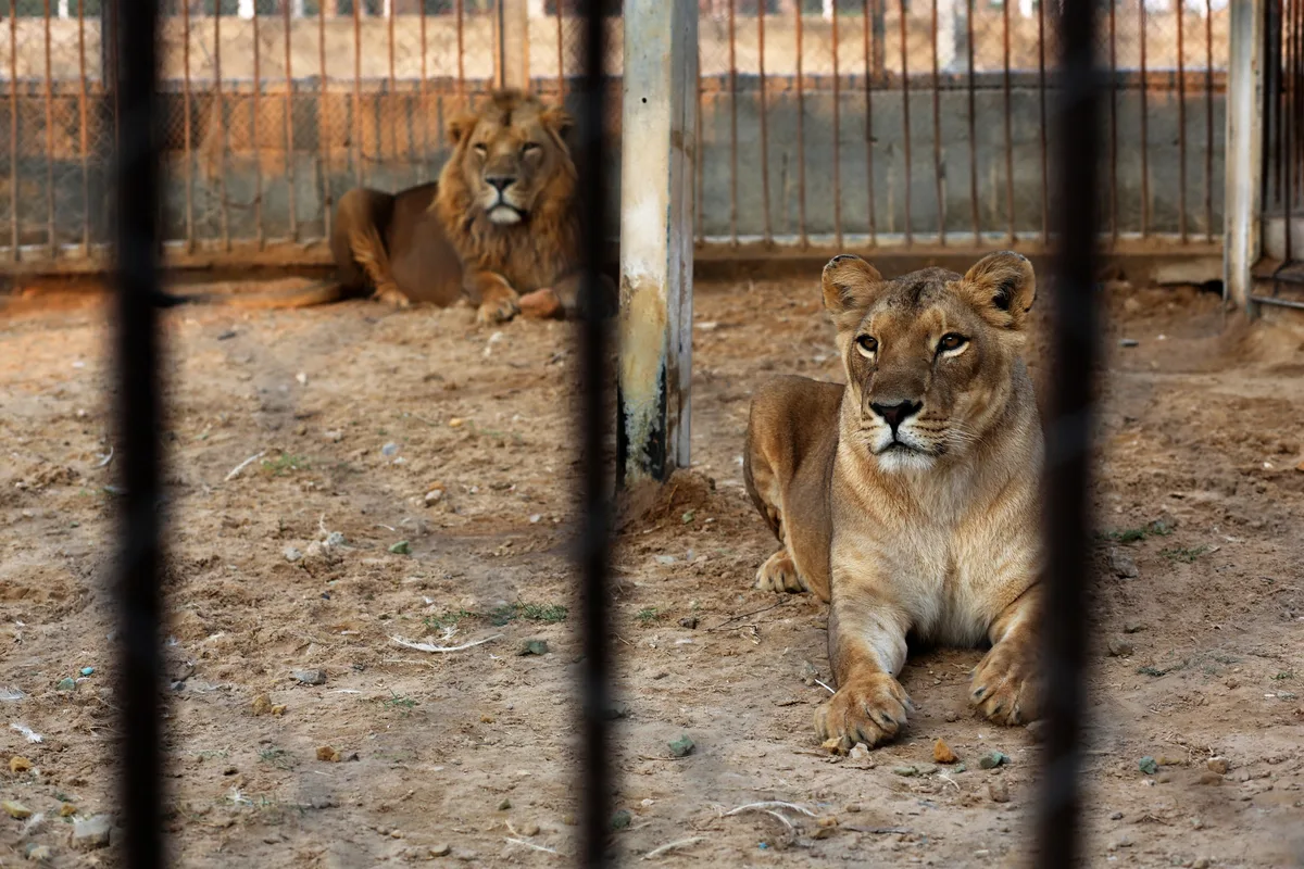 At a Gaza zoo, war takes its toll on the animals