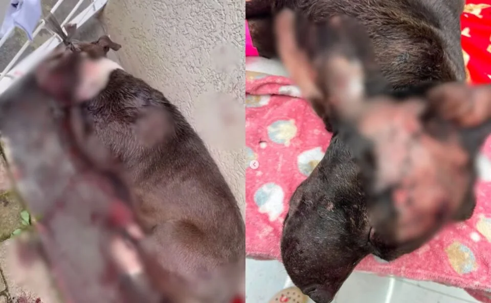 Técnico de enfermagem é suspeito de esfaquear os próprios cães em Curitiba; um deles morreu