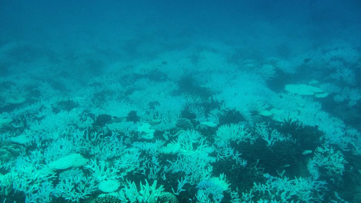 Study highlights regional variations in coral bleaching across India, calls for greater focus on local factors