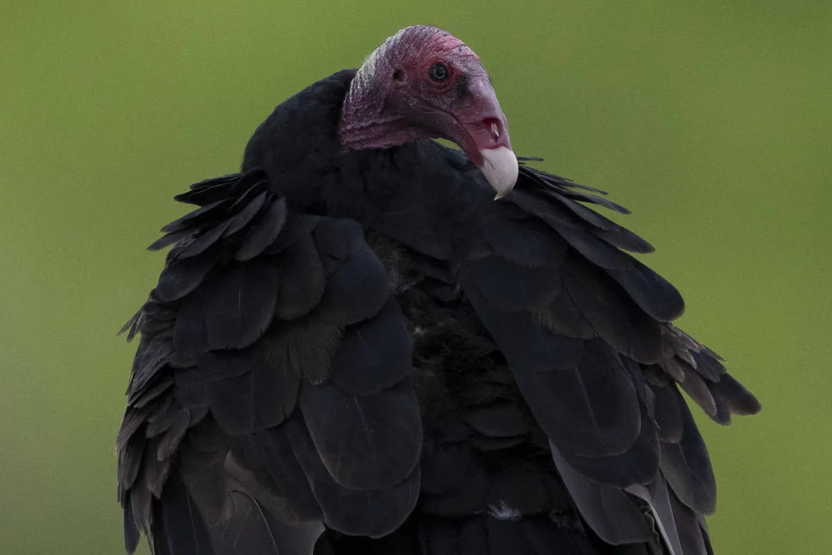Os animais sabem muito mais do que aparentam