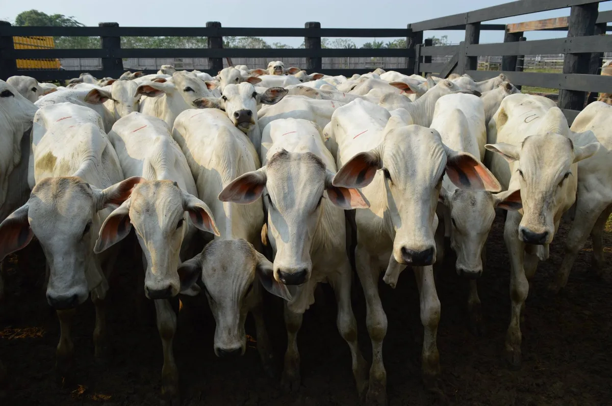 Preço da arroba do boi gordo sobe 3,1% em agosto e chega a R$ 345
