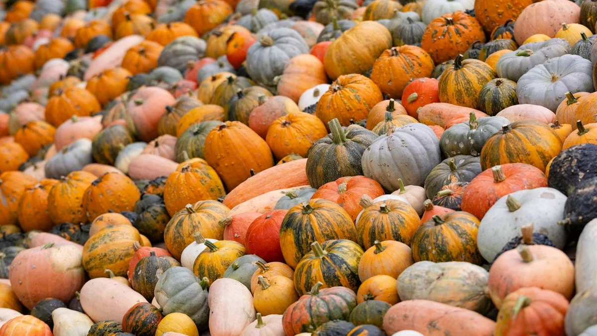 Es wird herbstlich: Was man zur Kürbissaison in Baden-Württemberg wissen sollte