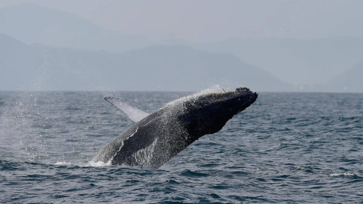 Brazil’s humpback whales make stunning comeback; population surges from just 2,000 to nearly 35,000
