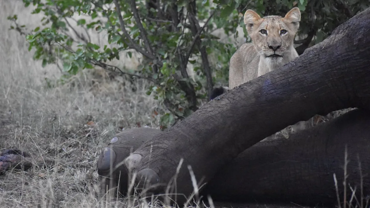 The surprising afterlife of an elephant in the African savannah
