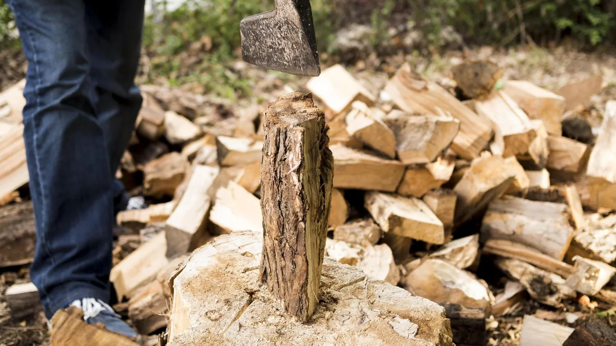 Es oficial: talar un árbol protegido en estas zonas de España obligará a plantar más arbolado