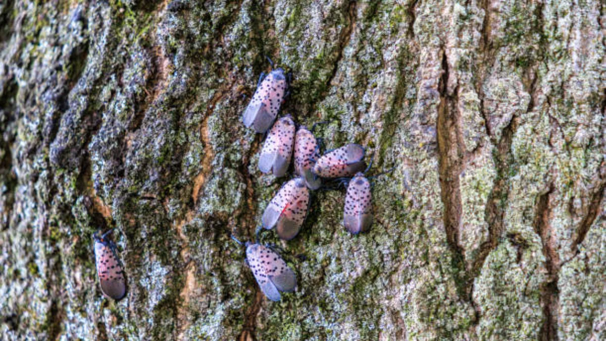 Canada confirms first spotted lanternfly in Windsor, after invasive insect spreads across 18 US states