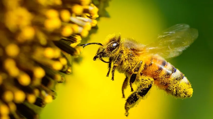 Biodiversität: „Fürs Überleben zentral“ – Was die Weltnaturkonferenz vorhat