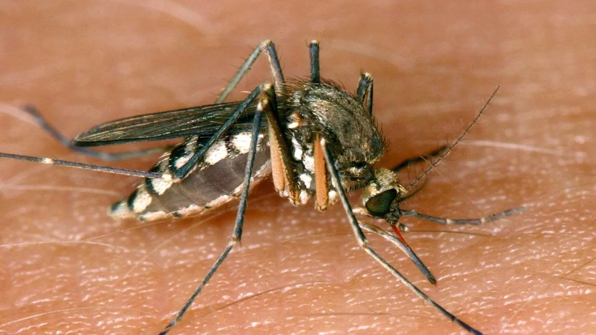 West-Nil-Virus: 157 Fälle in Griechenland gemeldet