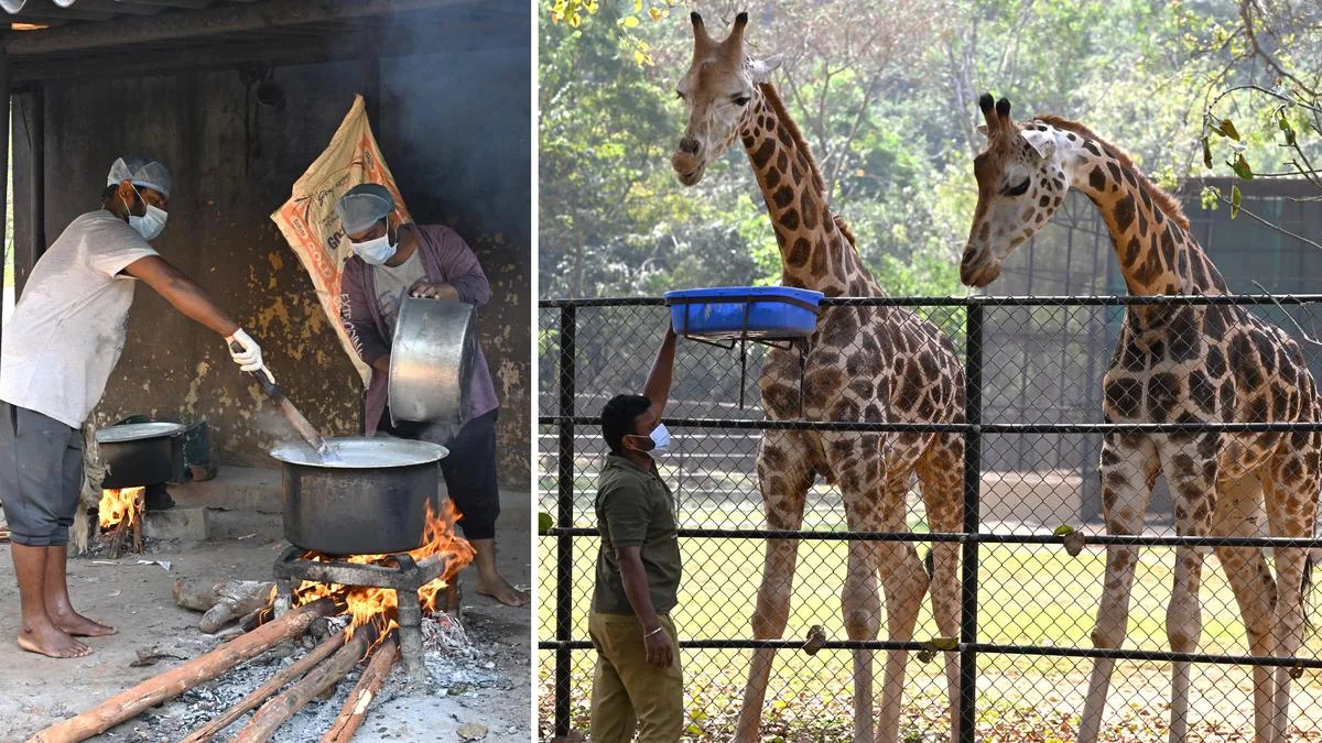 Legislature panel suggests Singapore’s Mandai Wildlife Reserve model for developement of Tirupati, Vizag zoo parks