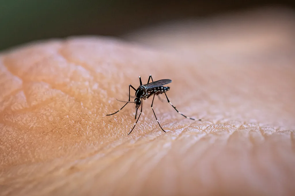 Por que algumas pessoas reagem tão mal às picadas de mosquito? A resposta está na saliva dos insetos