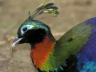 Cet oiseau magnifique a changé de voix : le tourisme de masse serait le principal fautif