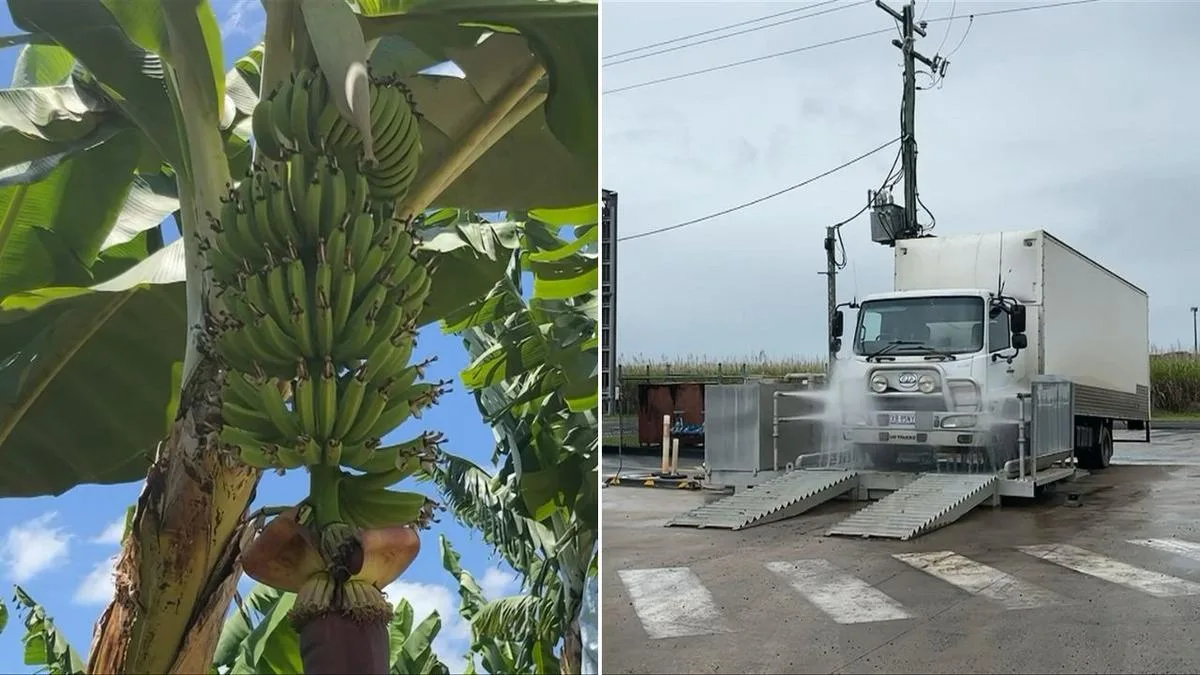 Banana disease threatens Queensland’s $580m industry as farmers battle to contain spread