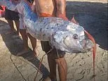 Ominous 13ft 'doomsday fish' washes up dead as eerie legend claims catastrophe could follow
