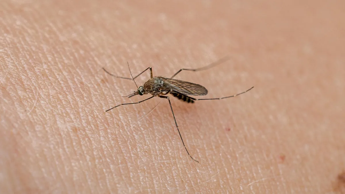 Qu’est-ce que le virus du Nil occidental, dont les cas se multiplient en France métropolitaine ?