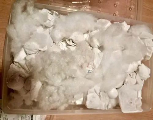Thai held over parrot eggs haul in Gauteng
