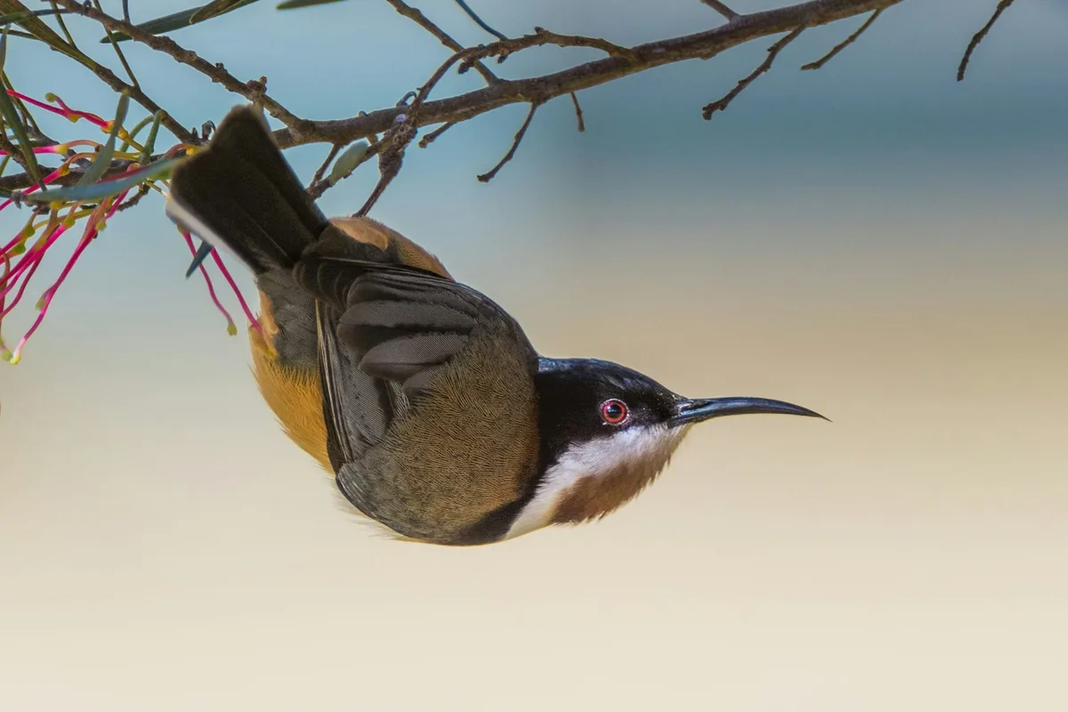 From the coasts to the plains, bird flu could threaten not just birds – but their homes