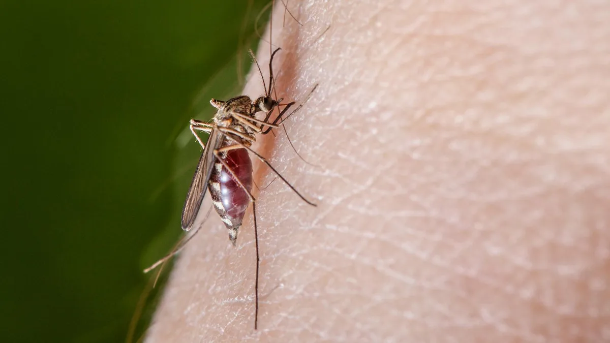 West-Nil-Virus breitet sich in Europa weiter aus.